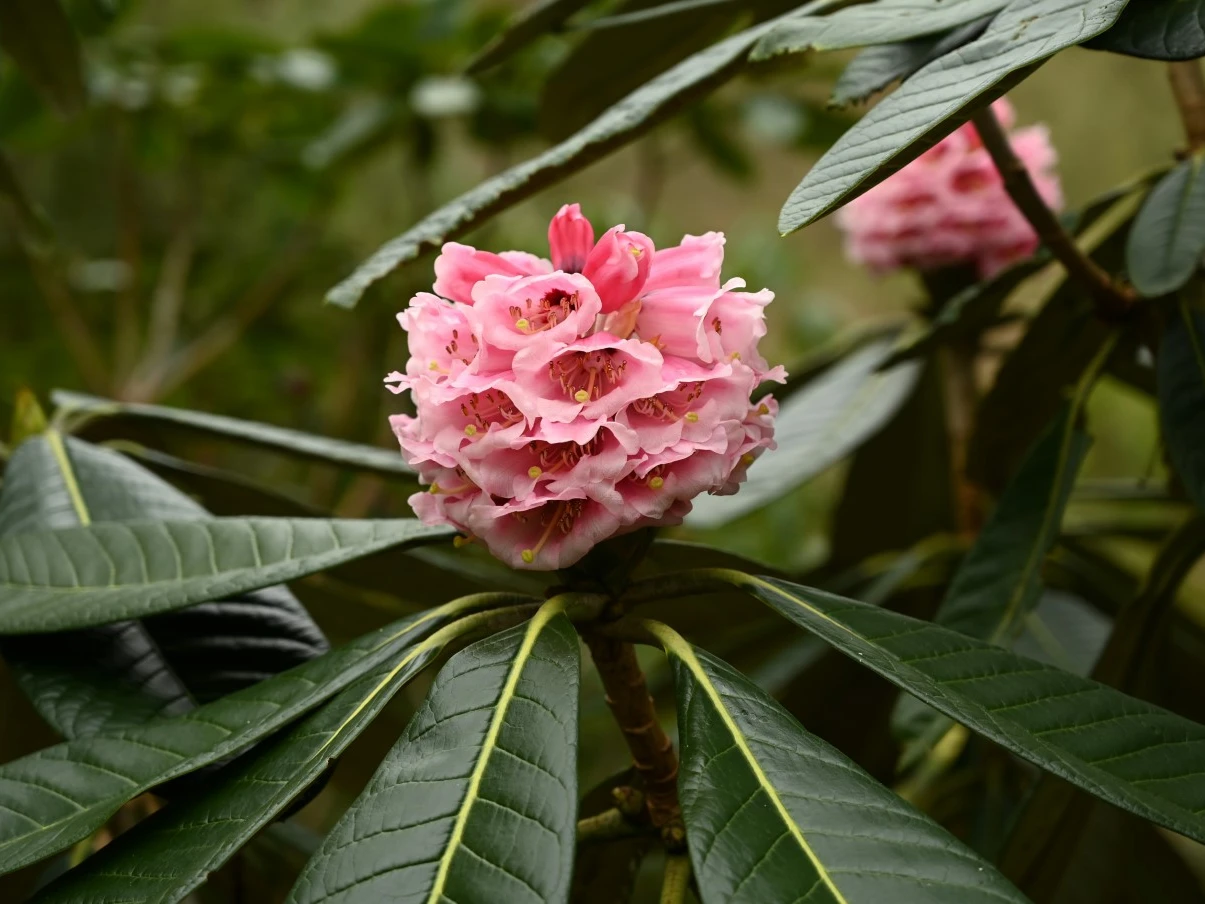 R. falconeri hybrid